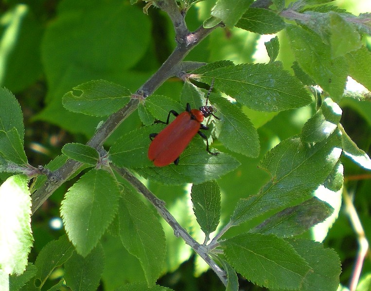 Cardinalizio